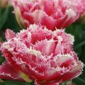 prod099491