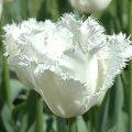 prod099499