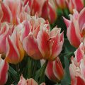 prod099506