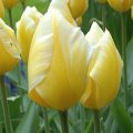 prod099511