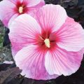 prod099954_alt1
