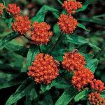 Asclepias tuberosa Butterfly Weed