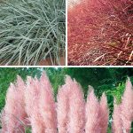 Ornamental Grass Collection