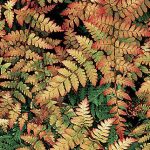 Fern Autumn