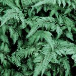 Fern Japanese Painted