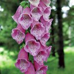 Foxglove Rose Shades