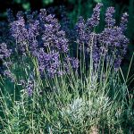 Lavender Provence Blue