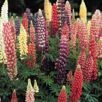 Lupine Russell Hybrid Mixed Colors