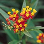 Asclepias Red Butterfly