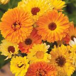 Calendula Pacific Beauty Mix Organic