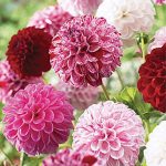 Dahlia Pot Luck