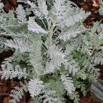 Dusty Miller Silver Lace