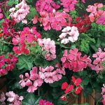 Geranium Summer Showers Mix