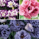 Lisianthus Deluxe Rose Cut Collection