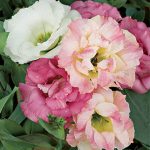 Lisianthus Pink Bouquet Collection