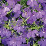 Lobelia Crystal Palace Blue