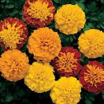 Marigold Boy O’ Boy Mix