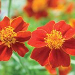 Marigold Scarlet Starlet