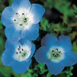 Nemophila Baby Blue Eyes