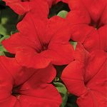 Petunia Easy Wave Red Hybrid