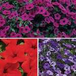 Petunia Wave Collection