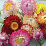 Strawflower Tall Mixed Colors