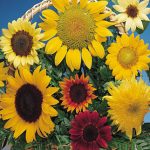 Sunflower Fun ‘N Sun Mix Hybrid