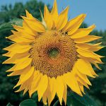 Sunflower Mammoth Organic