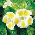 Torenia Lemon Drop Hybrid