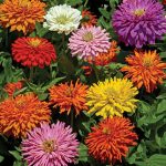 Zinnia Burpeeana Giants Mix