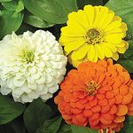 Zinnia Citrus Mix