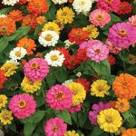 Zinnia Thumbelina Mix