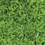 Marjoram Sweet