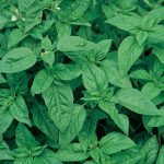 Basil Sweet Organic