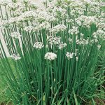 Chives Garlic Organic