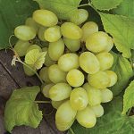 Grape Marquis Seedless