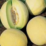 Melon Venus Hybrid (Honey Dew)