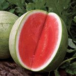 Watermelon Seedless Big Tasty Hybrid