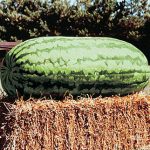 Watermelon Carolina Cross #183 Heirloom