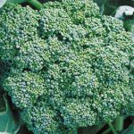 Broccoli Calabrese Organic