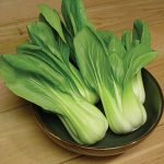 Cabbage Baby Choi Organic