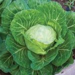 Cabbage Earliana