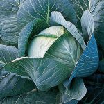 Cabbage King Slaw Hybrid