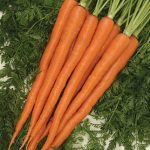 Carrot Sugarsnax Hybrid