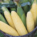 Corn Maple Sugar Hybrid