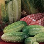 Cucumber Burpee Pickler Hybrid