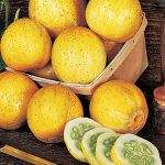 Cucumber Lemon Organic