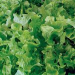 Lettuce Salad Bowl (Leaf)