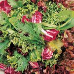 Mesclun Green Party Mix