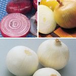 Onion Burpee’s Sweet Onion Plants